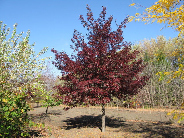 Shooting Star Northern Pin Oak #05