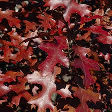 Shooting Star Northern Pin Oak #05