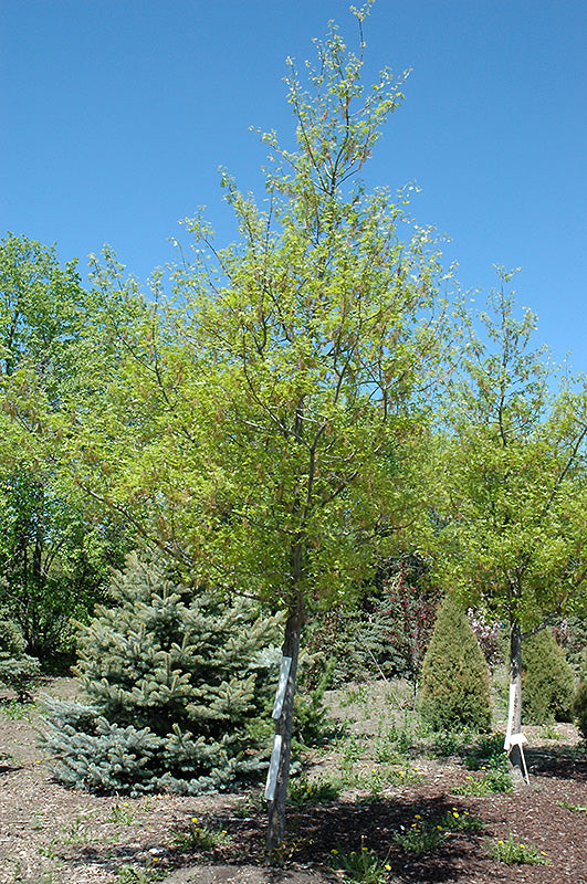 Shooting Star Northern Pin Oak #05