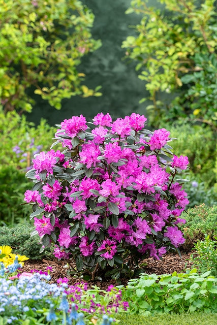 PJM Elite Star Rhododendron #02
