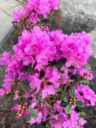PJM Elite Star Rhododendron #02