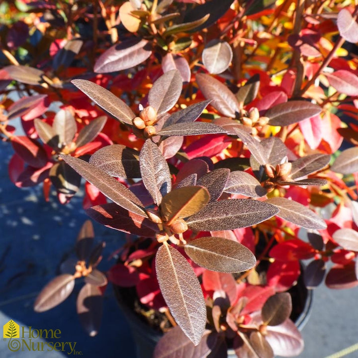 PJM Elite Star Rhododendron #02