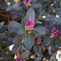 PJM Elite Star Rhododendron #02