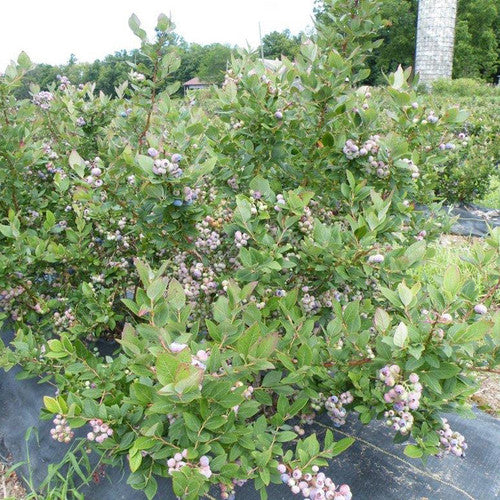 Polaris Blueberry #01