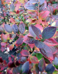 Polaris Blueberry #01