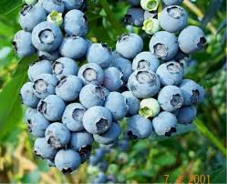 Polaris Blueberry #01