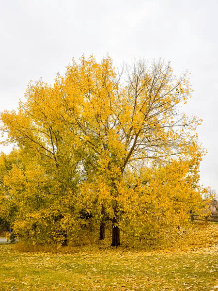 Northwest Poplar
