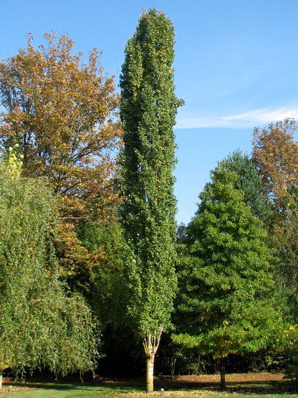 Swedish Columnar Aspen - 10 Gallon