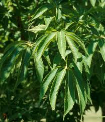 Prairie Torch Hybrid Buckeye #05