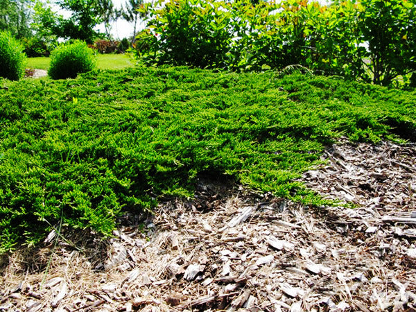 Prince Of Wales Juniper