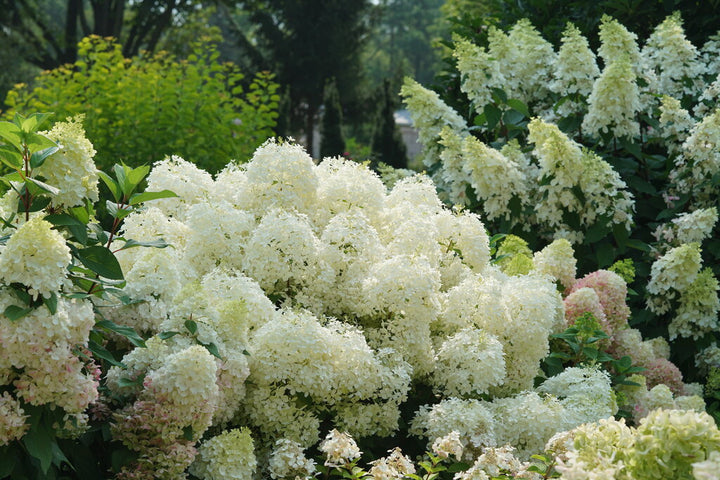 Puffer Fish Hydrangea