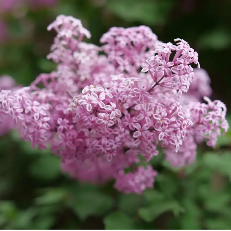 Bloomerang Purpink Reblooming Lilac (PW) 2 TRUE