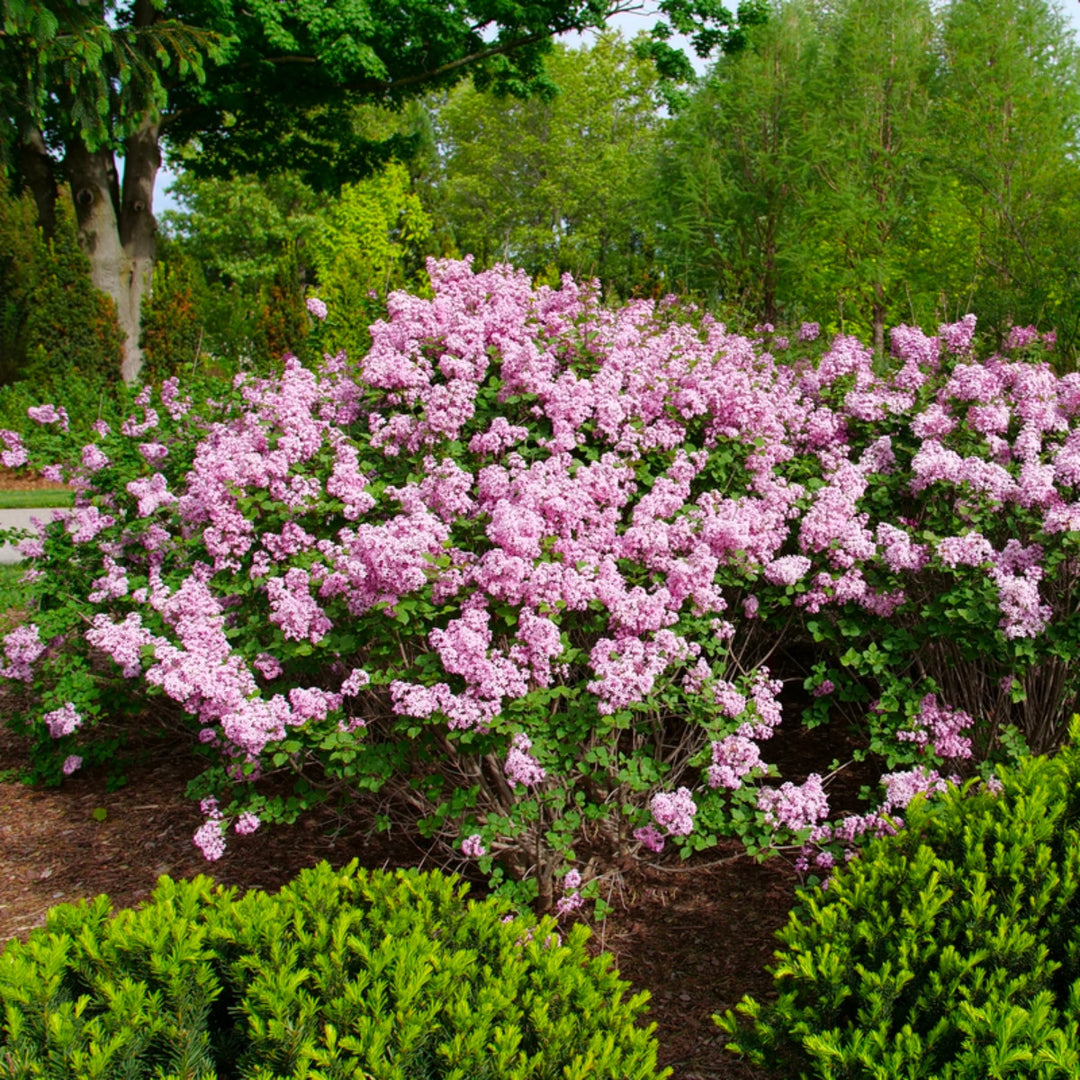 Bloomerang Purpink Reblooming Lilac (PW) 2 TRUE