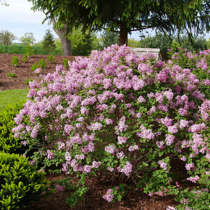 Bloomerang Purpink Reblooming Lilac (PW) 2 TRUE