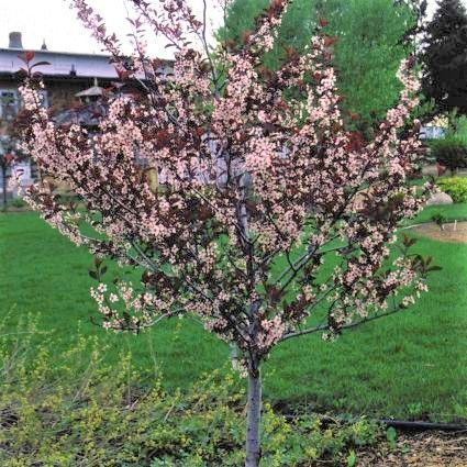 Purple Leaf Sand Cherry