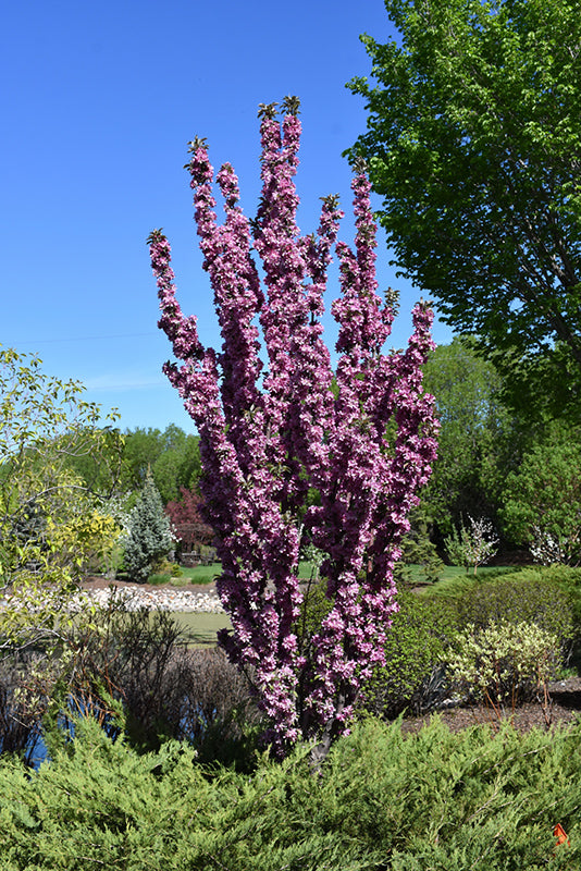 Purple Spire Columnar Crabapple #05