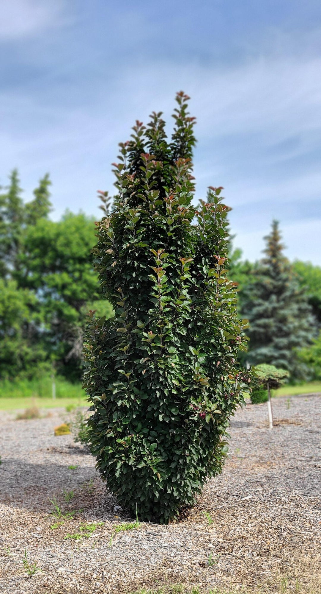 Purple Spire Columnar Crabapple #05
