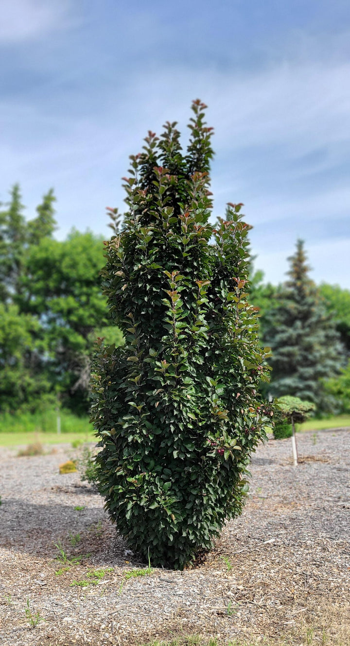 Purple Spire Columnar Crabapple #05
