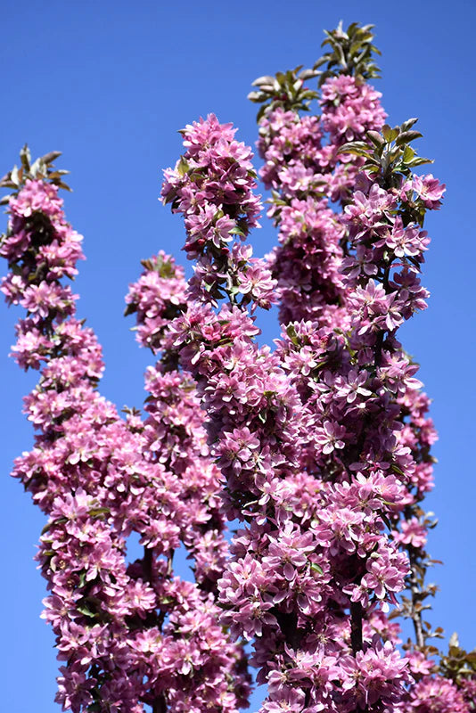 Purple Spire Columnar Crabapple #05