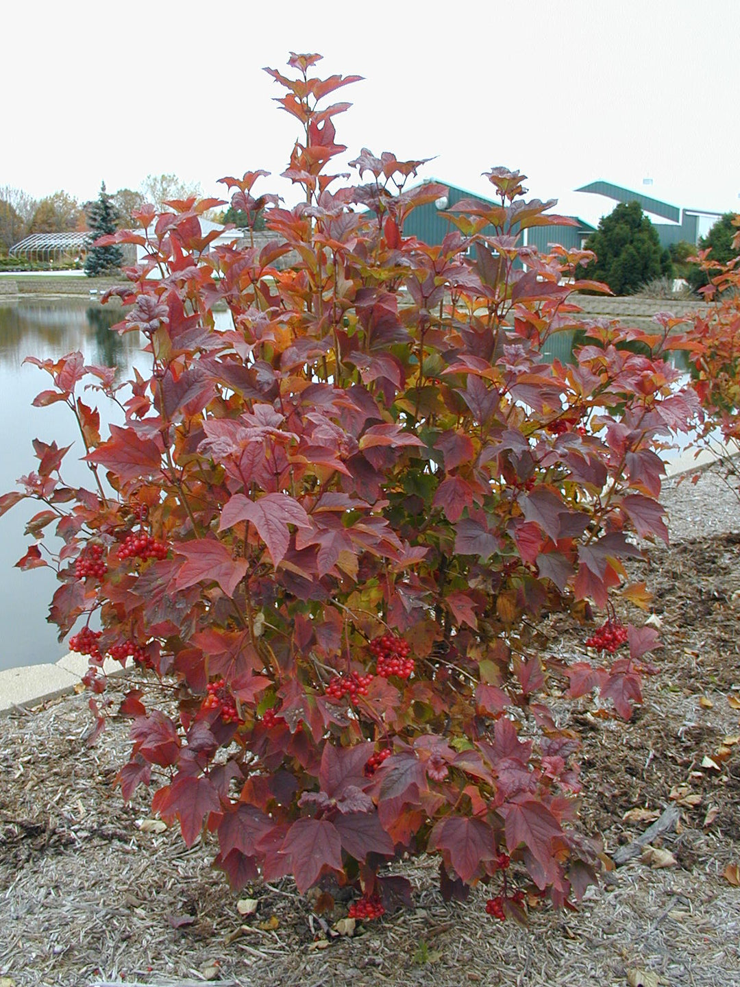 Redwing American Cranberry 8 INCH