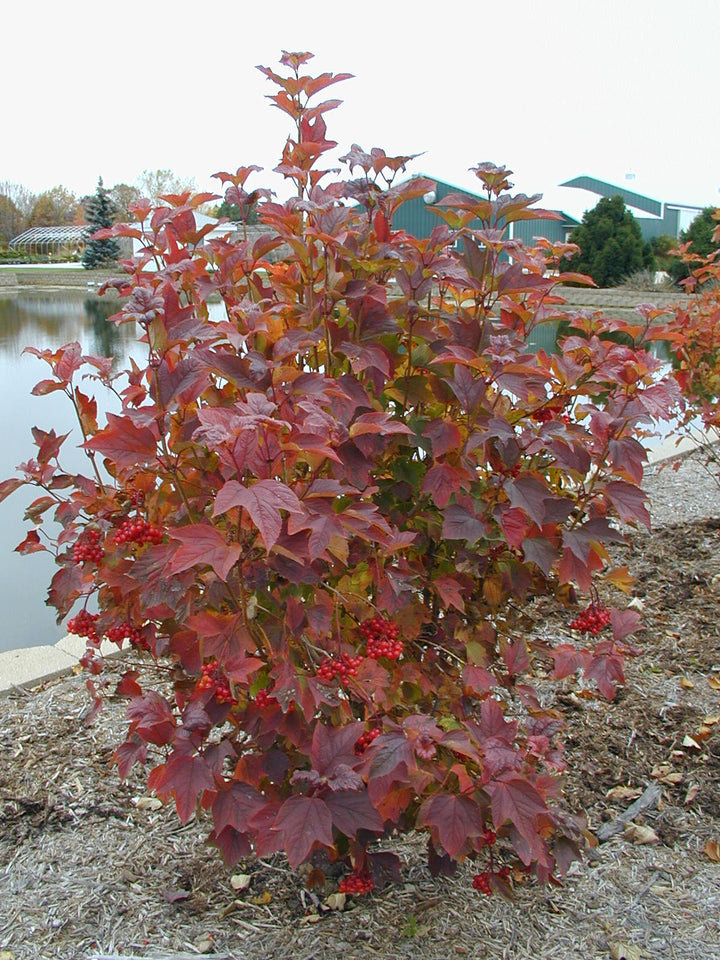 Redwing American Cranberry 8 INCH
