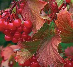 Redwing American Cranberry 8 INCH