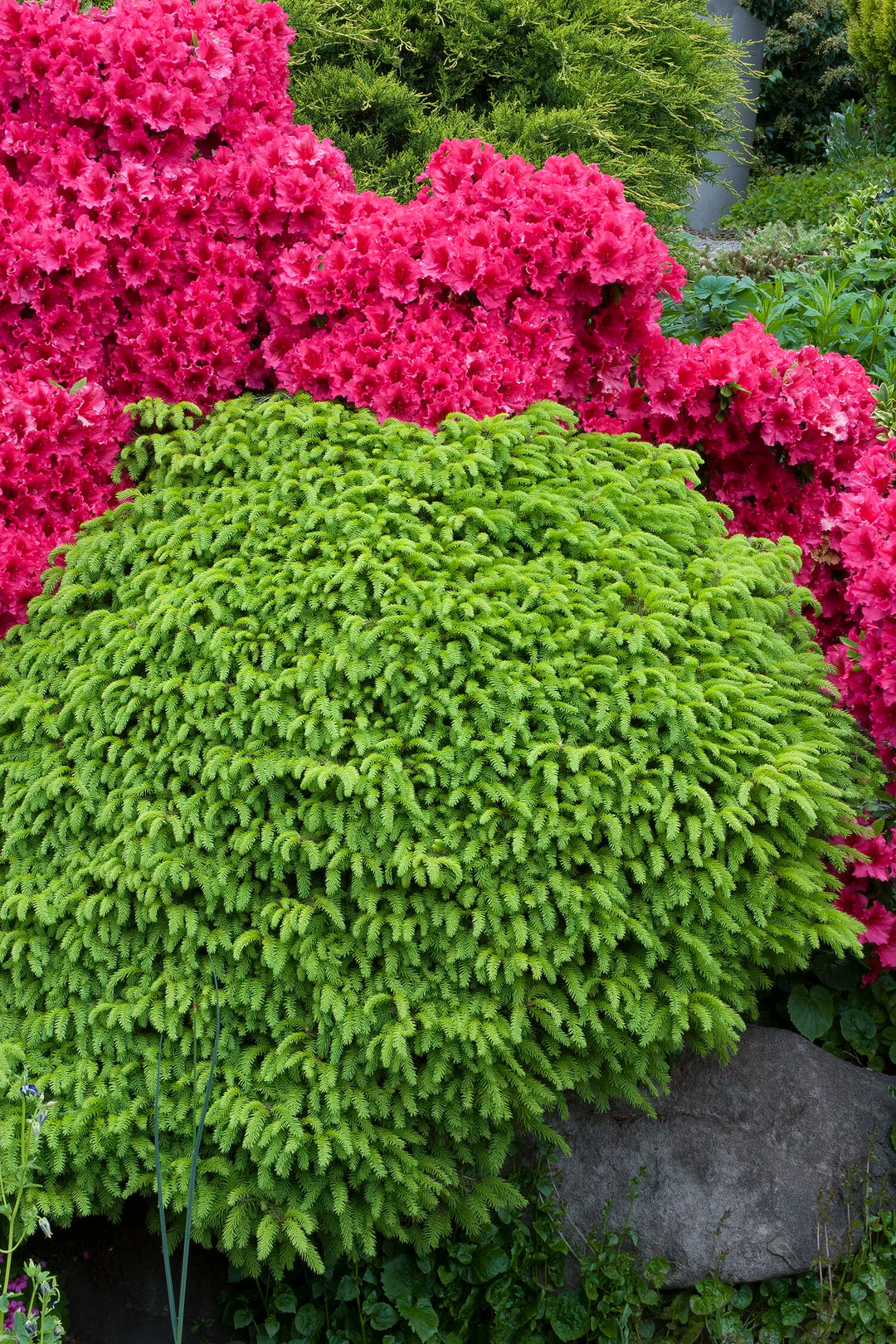 Little Gem Norway Spruce