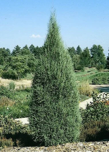 Cologreen Juniper