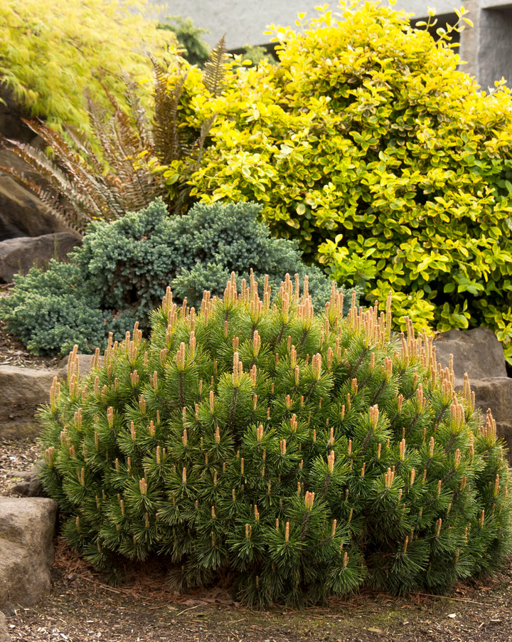 Dwarf Mugo Pine