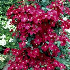 Rouge Cardinal (Red) Clematis #01