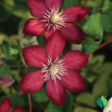 Rouge Cardinal (Red) Clematis #01