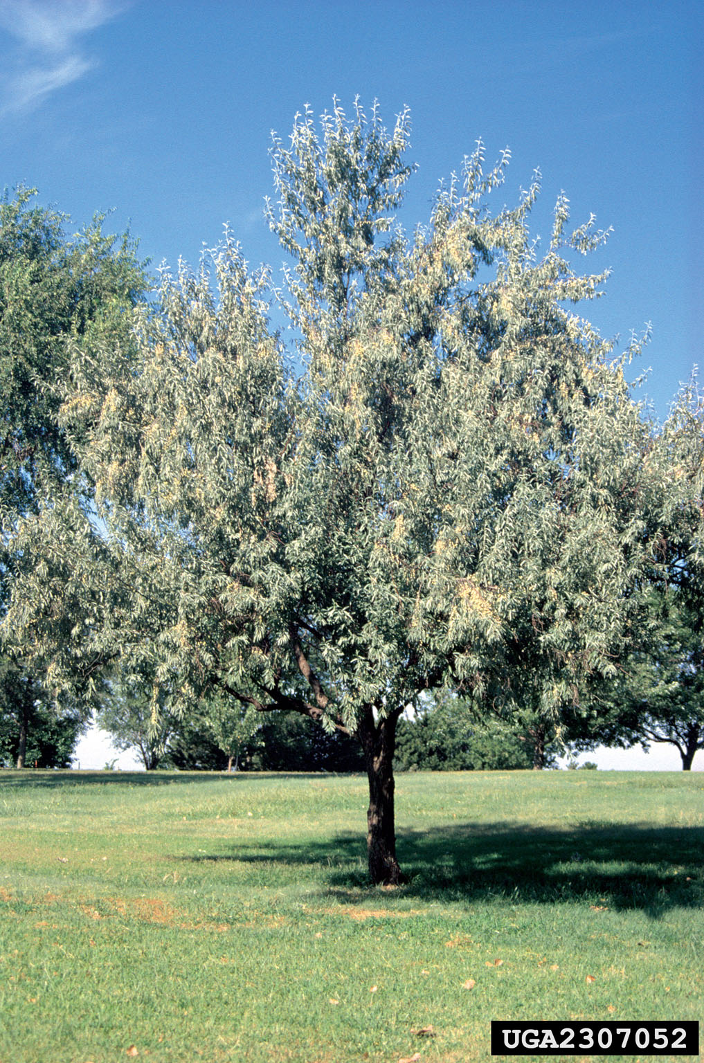 Russian Olive #02