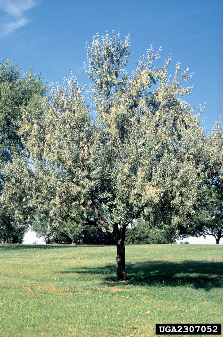 Russian Olive #02