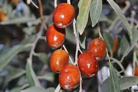 Russian Olive #02