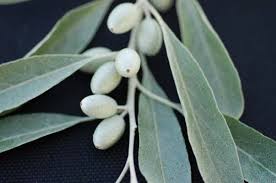 Russian Olive #02