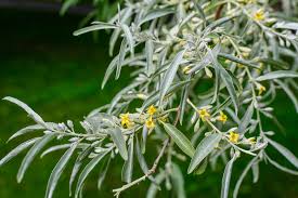 Russian Olive #10