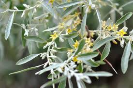 Russian Olive #02