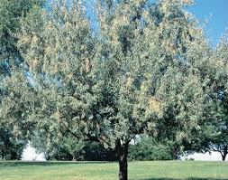 Russian Olive #10