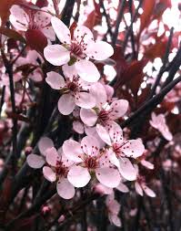 Purple Leaf Sand Cherry #02
