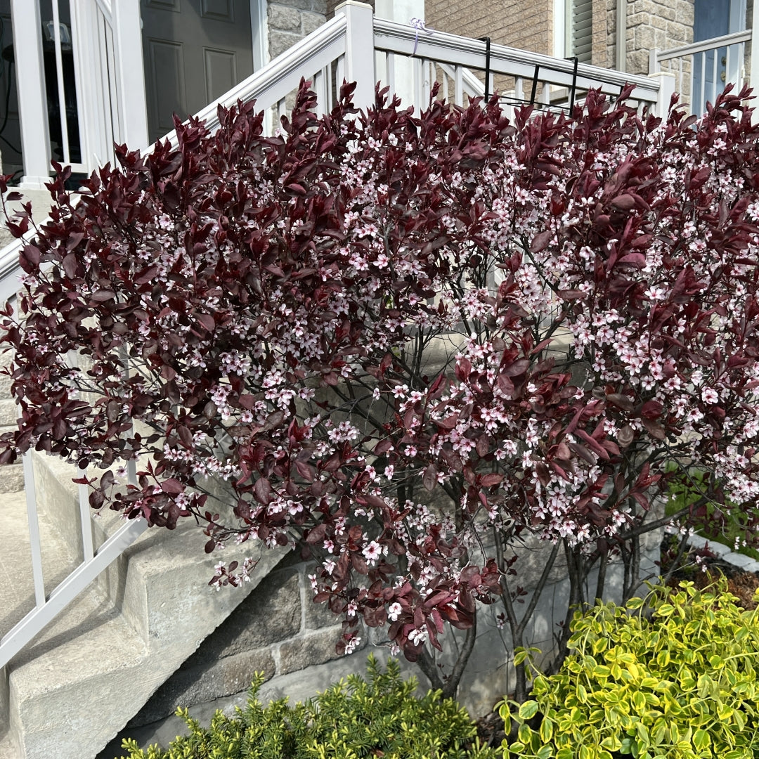 Purple Leaf Sand Cherry #02