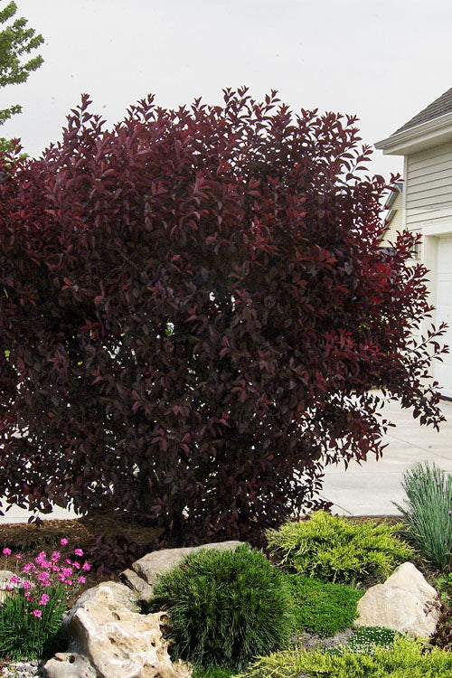 Purple Leaf Sand Cherry #02