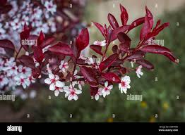 Purple Leaf Sand Cherry #02