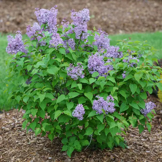 Scentara Double Blue Lilac (PW) 2 TRUE