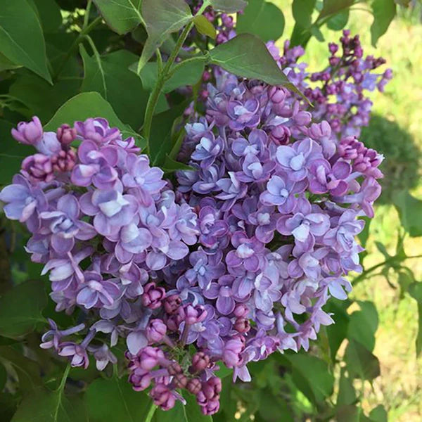 Scentara Double Blue Lilac (PW) 2 TRUE