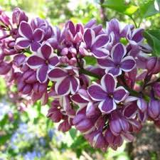 sensation  french lilac #02