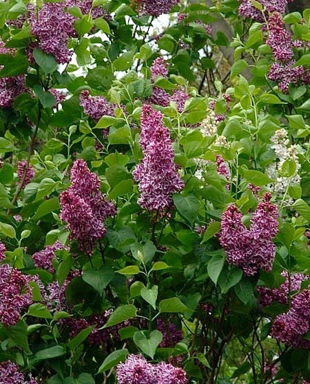 sensation  french lilac #02