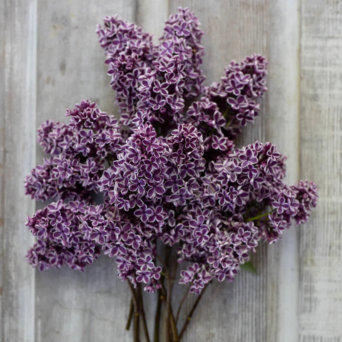 sensation  french lilac #02