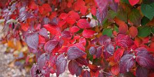 Sgt. Pepper Dogwood (PW) 8 IN