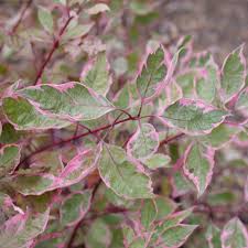 Sgt. Pepper Dogwood (PW) 8 IN