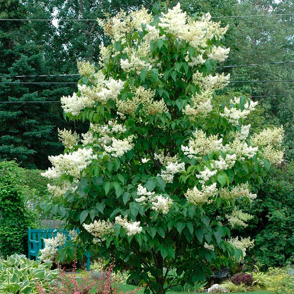Shogun Japanese Tree Lilac #10